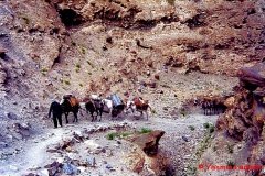 YasminLadakh-007