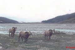 YasminLadakh004