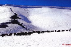 YasminLadakh010